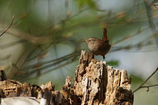 Wren in a tree trunk