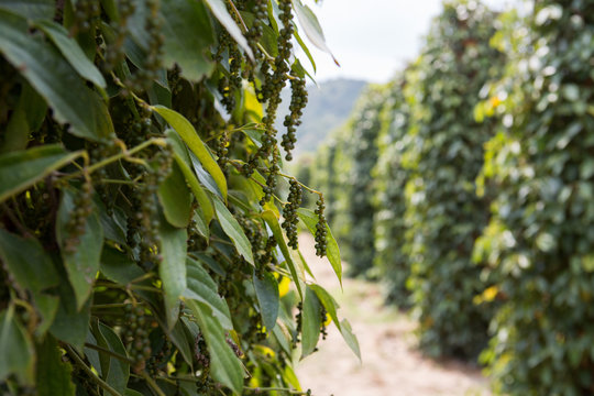 Pepper farm in Cambodia