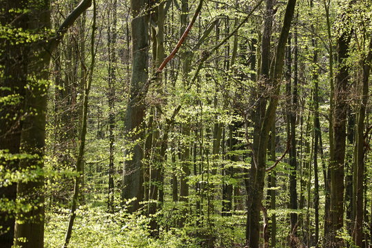 European deciduous forest becoming green in April