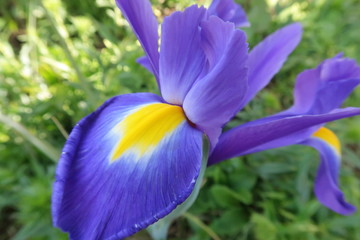 Flor de Iris