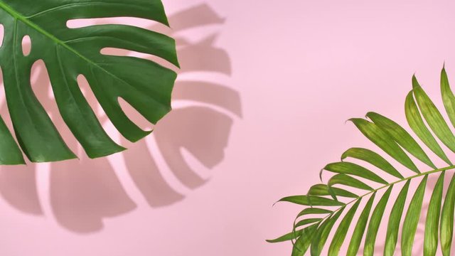 Closeup the motion of tropical palm leaves Monstera and shadow on pink wall background with copy space.