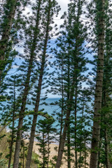 araucarias and seascape in new caledonia