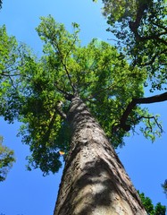Fototapeta premium A giant tree, shot in a Guarani park in Iguassu falls (Foz do Iguaçu), Brazil. Vertical shot, pointing to the sky.