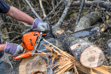 Taglio del Bosco motosega