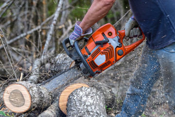 Taglio del Bosco motosega © Giuliano Bianchini