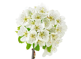 Spring flowers of pear isolated on a white background
