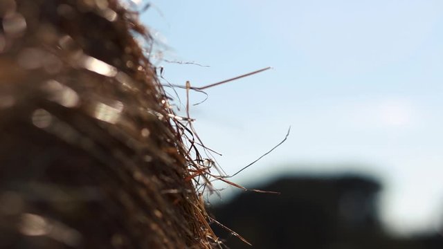 Haystack agriculture field landscape.straws in the wind.