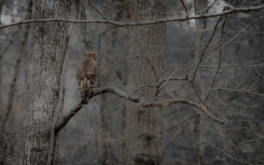 Red shouldered hawk perched on branch  of tree