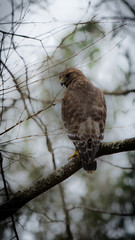 Red shouldered hawk perched on branch  of tree