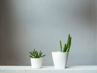 Succulent plant and Stapelia grandiflora in white pots.