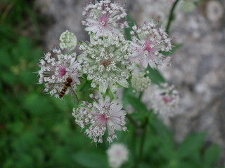Kleine Sterndolde bekommt Besuch