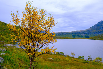 Fototapeta na wymiar autumn landscape on the Lofoten islands, mountains and sea
