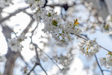 Kirschblüten