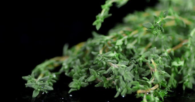 Fresh thyme falling water drops.