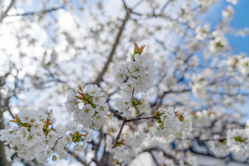 Kirschblüten