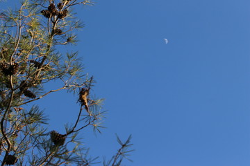 moon and tree