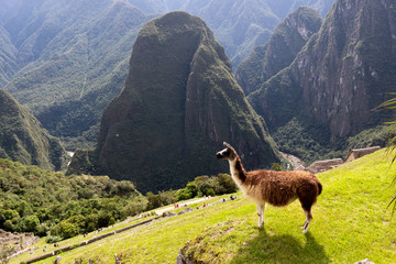 llama valley © Roberto