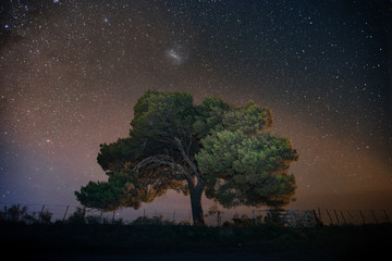 Fototapeta na wymiar Beautiful tree under the stars