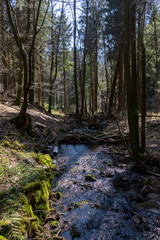 kleiner Bach im Wald
