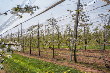 Überdachte Kirschplantage während der Kirschblüte zum Schutz der Ernte