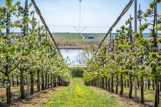435 BESTE Kirschplantage BILDER, STOCKFOTOS & Adobe