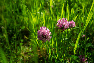 pink flower in the grass