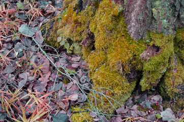 Closeup image of stub in the Russian forest covered of green moss