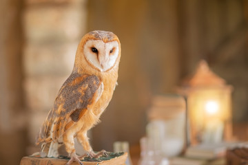 Barn owl
