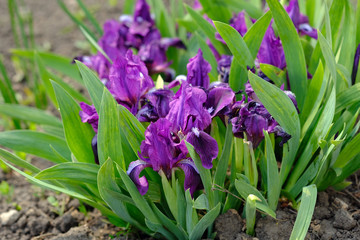 Fototapeta premium Small purple irises in the flowerbed. Dwarf bearded irises in the garden. Beautiful flowers to decorate borders, terraces and flower beds.