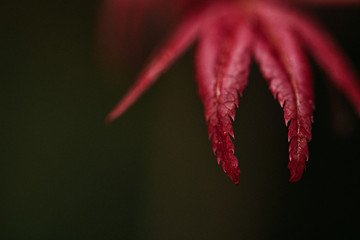 blooming flowers in spring seasson close up with rain drops
