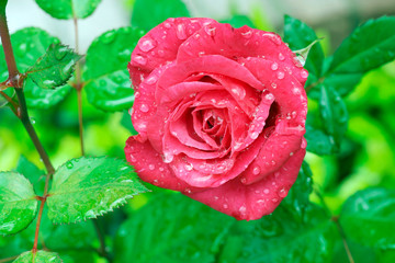 Wet red rose blossom among green leaves