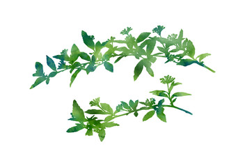 Beautiful branches. Hand painted decorative image isolated on a white background. Watercolour illustration for creative design of posters, cards, invitations, banners, websites, etc.