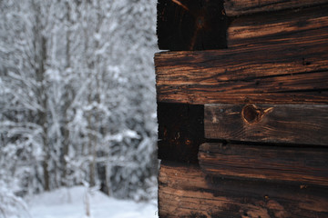 Detail of wood in winter