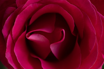 Beautiful background of rose flower, macro. Wallpaper from the pattern of the opened bud of a red rose. Selective focus