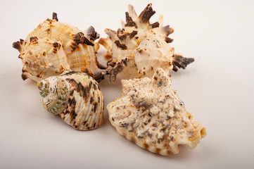 Different seashells on a white background. Close up.