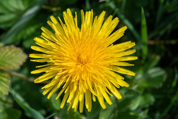 Close view of a large dandelion flower