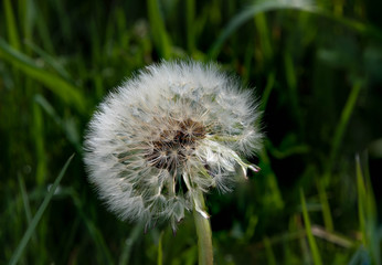 Dandelion seeds ready to blow away