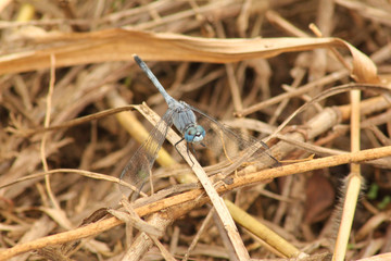 A blue dragonfly resting on some dried grass