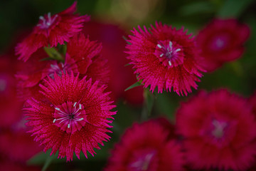 Dianthus floral background