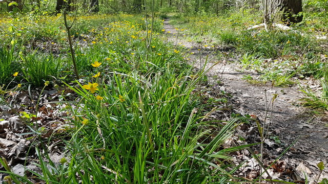 Scenic view in a forest in April