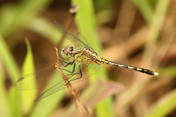 A green dragonfly resting on a dried blade of grass
