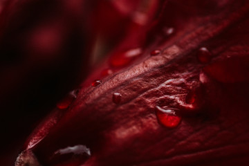 blooming flowers in spring seasson close up with rain drops
