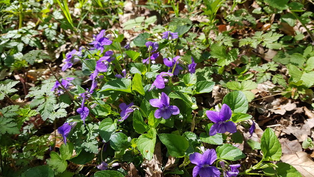 Purple shiner in a forest