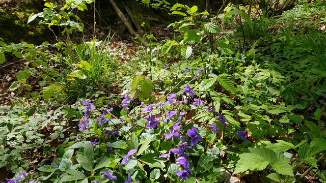 Purple shiner in a forest