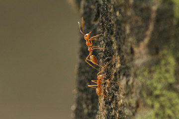 A pair of ants climbing a tree