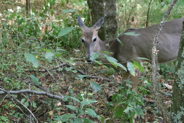 Deer in Radnor Lake 1