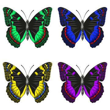 Set of four multi-colored beautiful tropic butterflies. Vector illustration isolated.