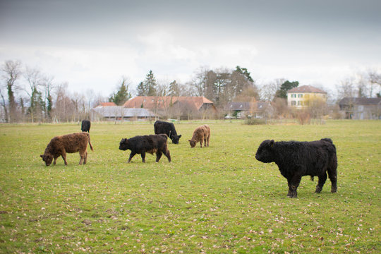 Rinderweide