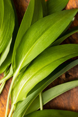 Green wild garlic leaves. Ramsons leaves