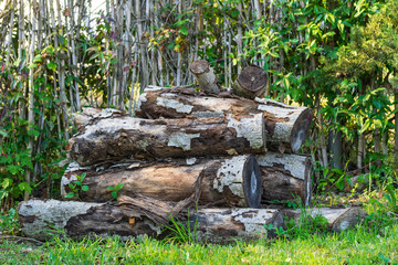 Fototapeta premium catasta di legno di alberi tagliati